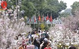 Hàng nghìn người đến lễ hội hoa anh đào vào dịp cuối tuần